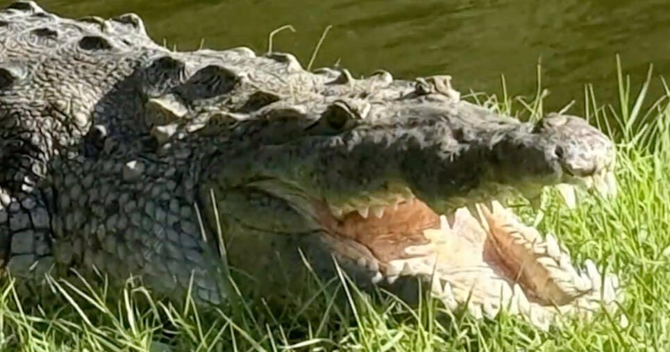 Large crocodile seen with dog in its mouth captured by Florida wildlife officials Large crocodile seen with dog in its mouth captured by Florida wildlife officials