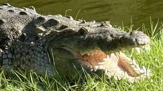 cbsmiami-crocodile-florida-dog-1.jpg 