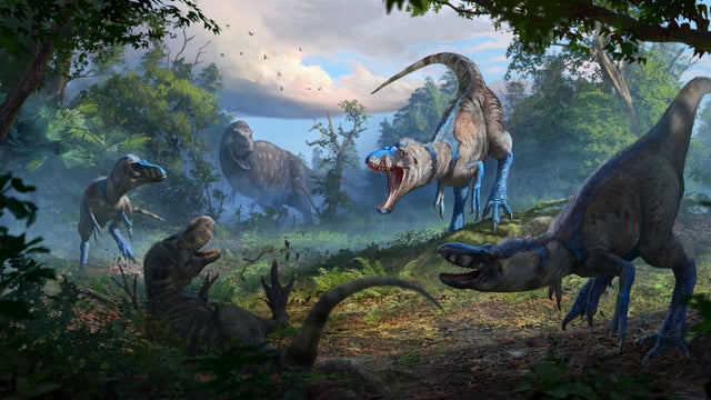 Illustration shows a pack of the dinosaur Nanotyrannus attacking a juvenile Tyrannosaurus in what is now Montana 67 million years ago 