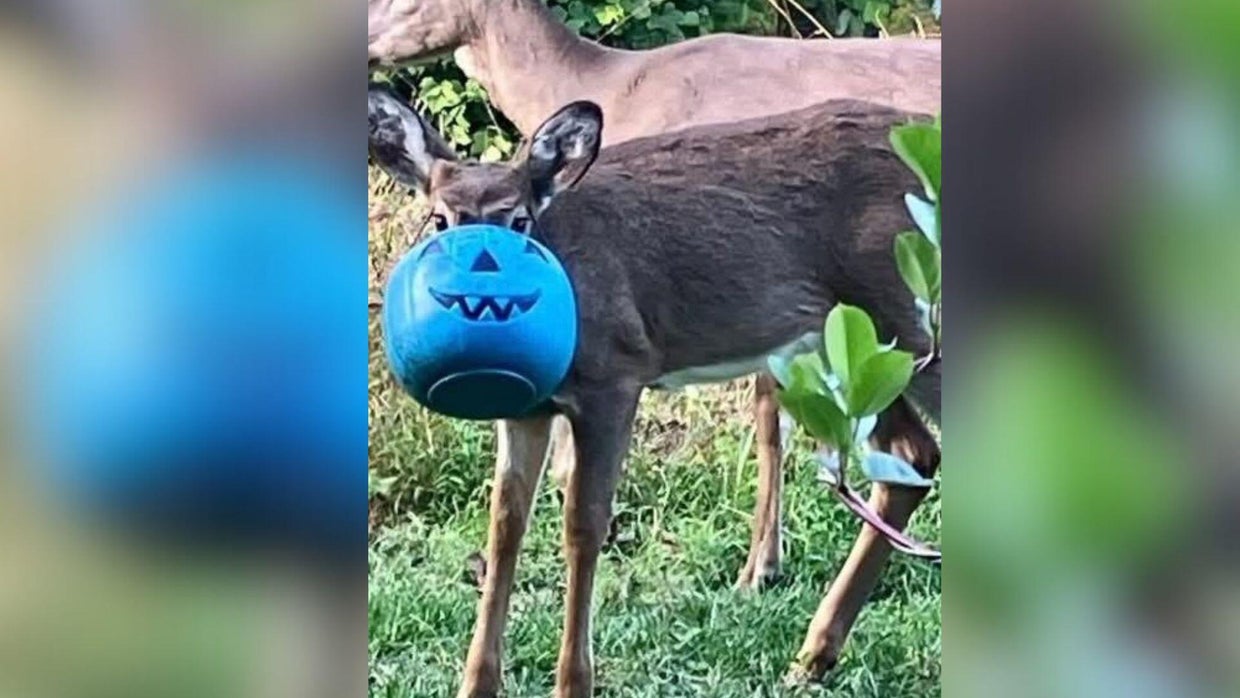 Baltimore County neighbors concerned after deer seen with bucket stuck