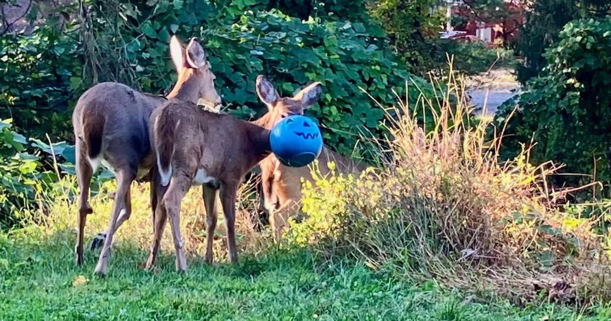 Baltimore County neighbors concerned about deer with bucket stuck on its head