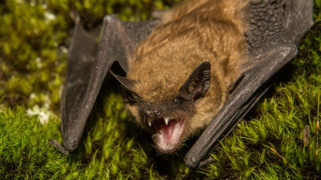 bat-rabies-cdc.jpg 