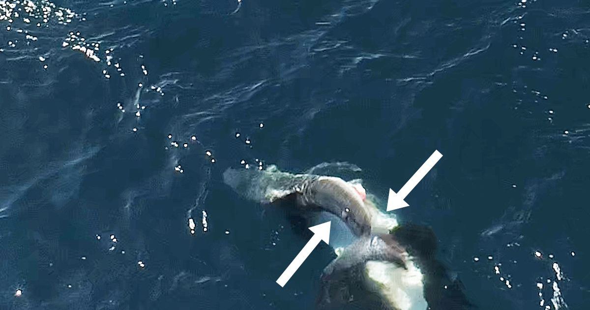 Videos show orcas flipping great white sharks and eating their livers