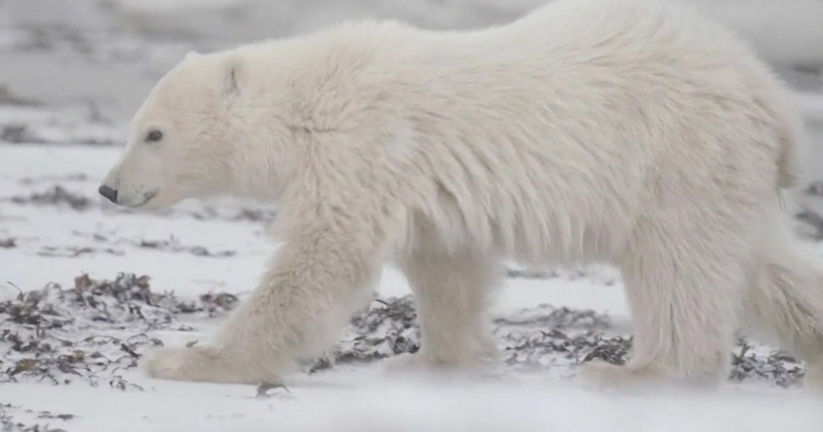 New technology to help save polar bears in Canada