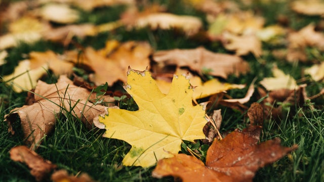 orange fall leaves in park, sunny autumn natural background 