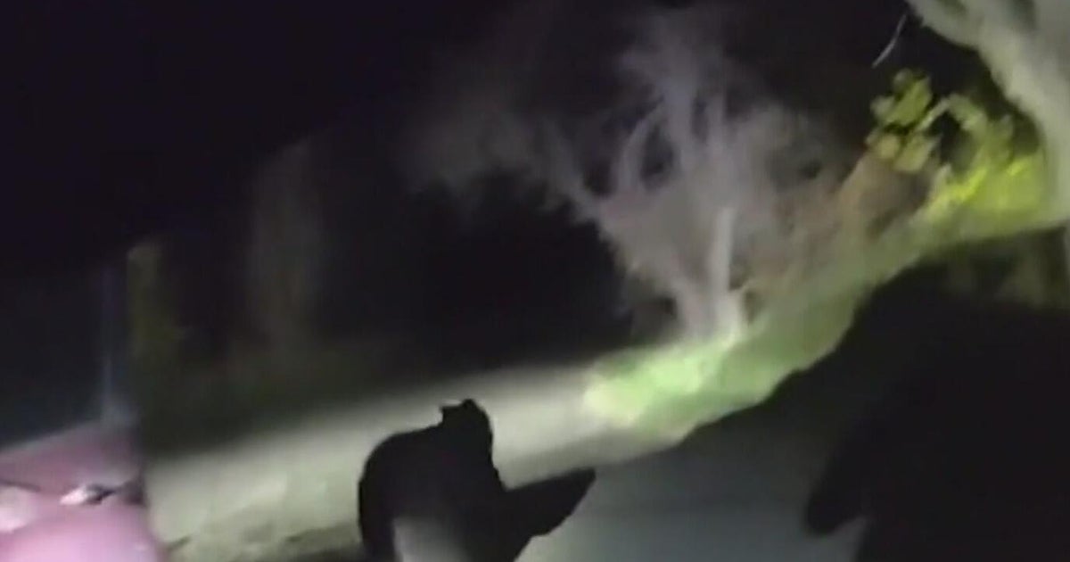 Bear breaks into car in Larimer County and became trapped inside - CBS ...