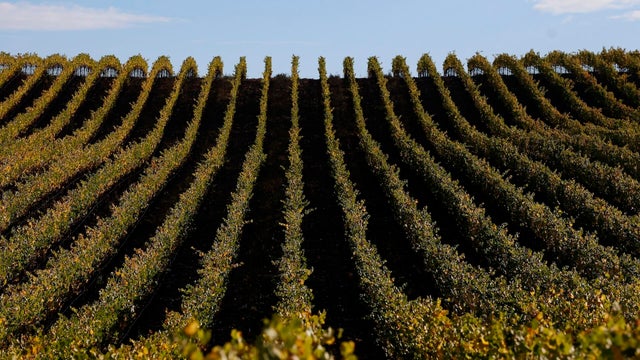 Grapes Are Harvested In California's Napa Valley Amid Slumping Wine Sales 