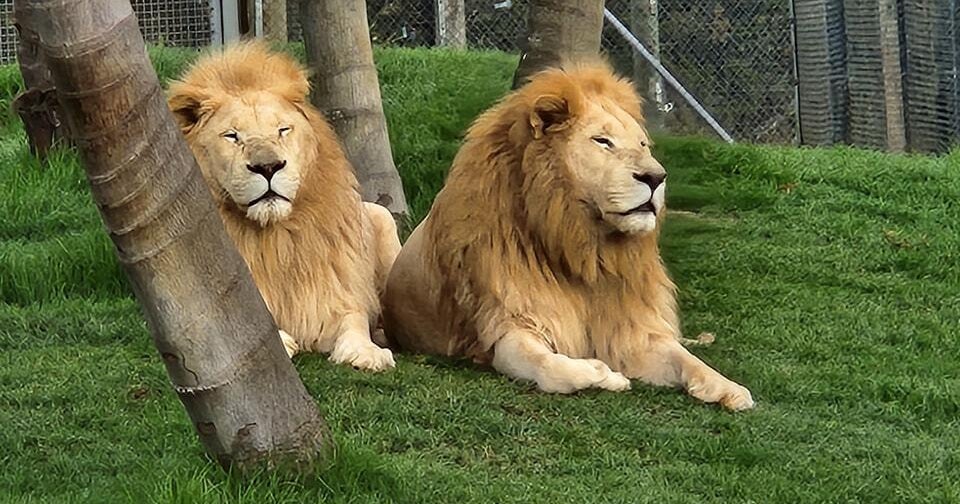 Wildlife park sees "glimmer of hope" as it begins euthanizing lions