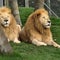 7 lions to be euthanized at wildlife park: "No real options left"