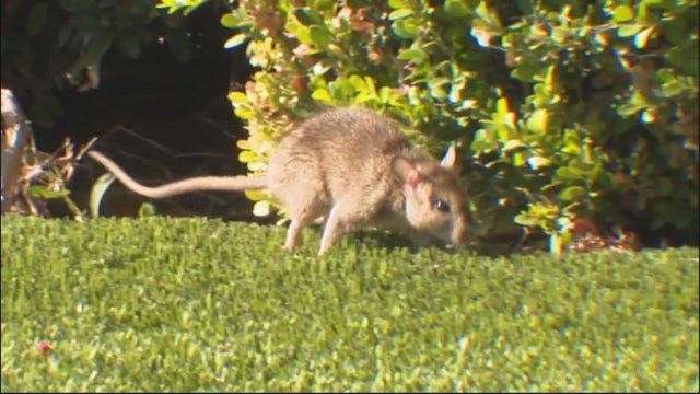 rat-infestation-irvine.jpg 
