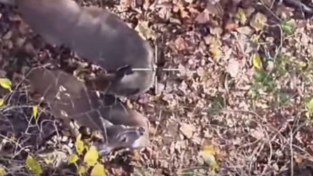 Baltimore County Deer Freed from Bucket 