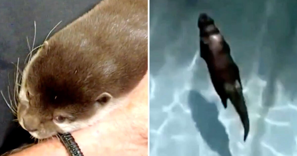 Meet Splash, the Florida otter helping deputies find human remains and solve underwater mysteries