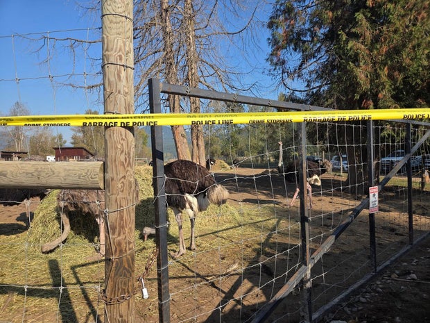 canada-ostrich-cull-bird-flu.jpg 