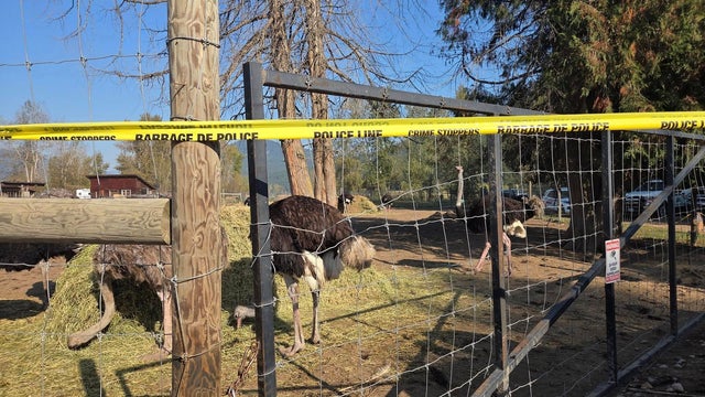 canada-ostrich-cull-bird-flu.jpg 