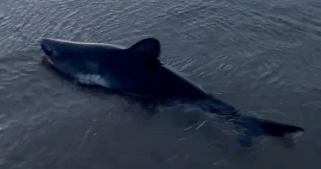 Dramatic video shows woman rescuing beached shark in Oregon