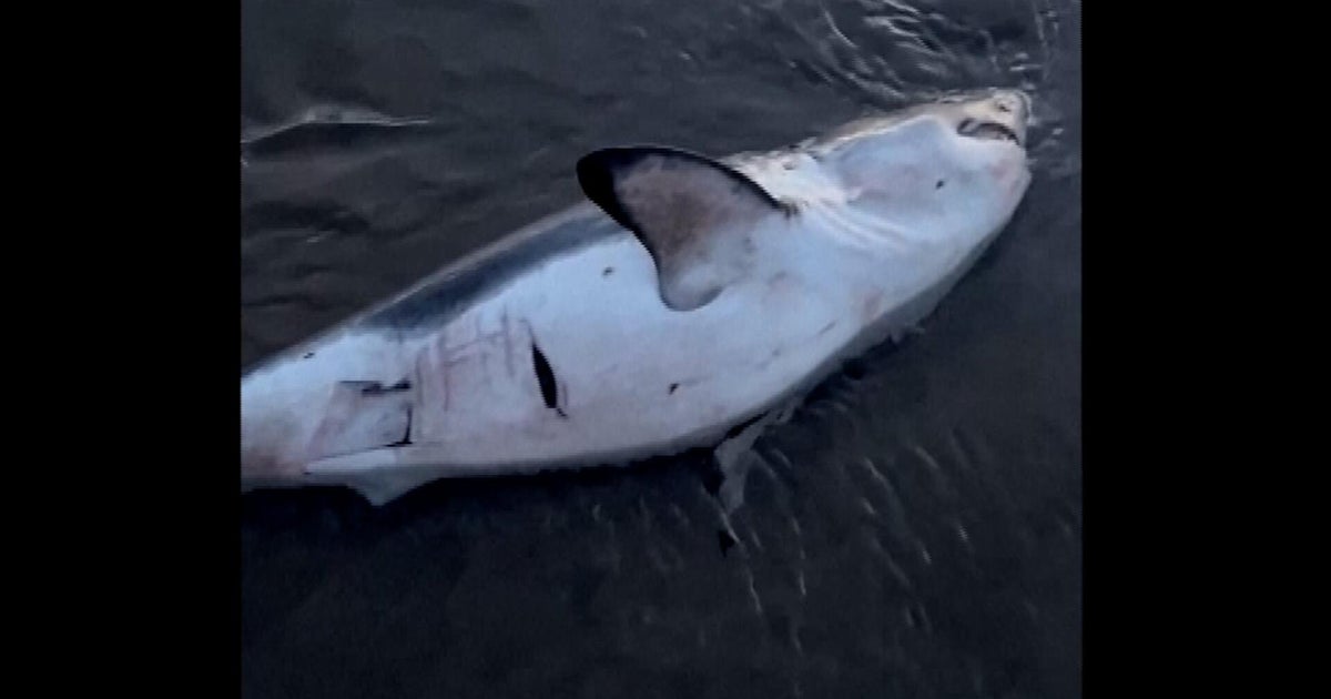 Watch: Woman rescues shark struggling on Oregon shore