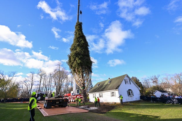 2025 Rockefeller Center Christmas Tree Cutting 