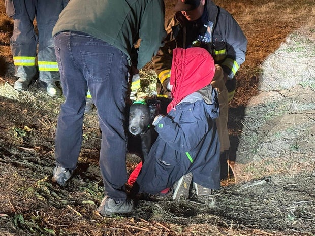 rescuers-pull-dog-from-culvert.jpg 