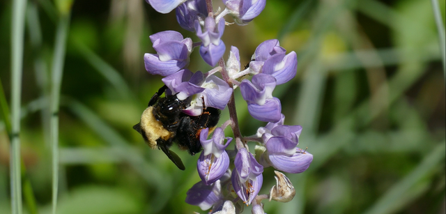 bee-on-lupine-still.png 