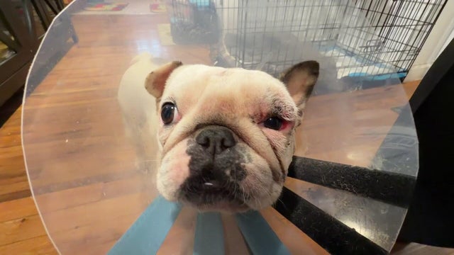 French bulldog with eye injury and cone around neck 