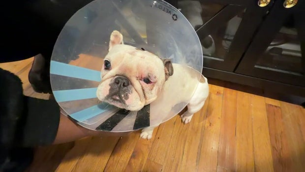 French bulldog with eye injury and cone around neck