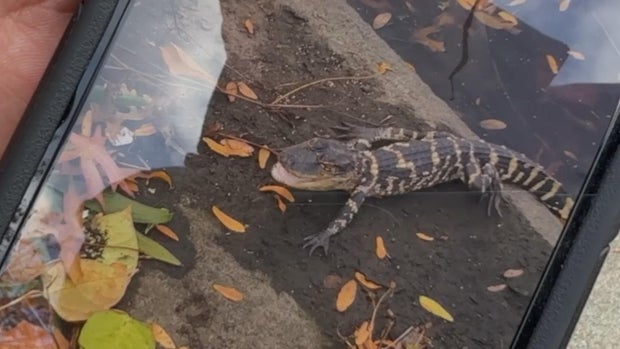 Alligator charles river