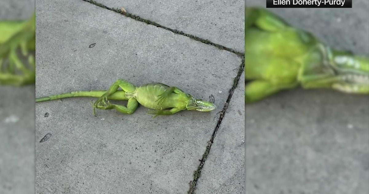Cold snap in Florida sends iguanas tumbling from trees