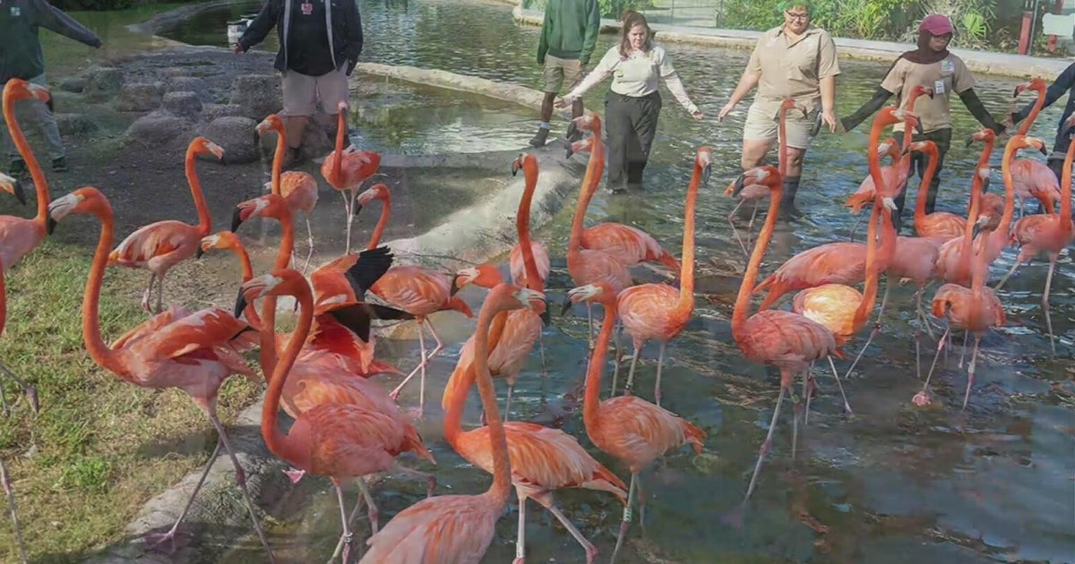 Caribbean flamingos get annual checkups, all expected to be healthy