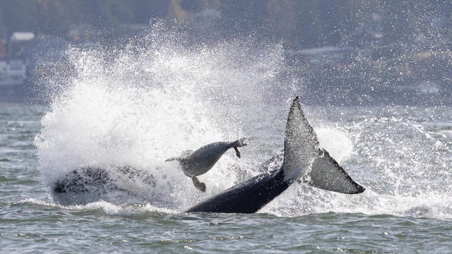 Seal Escapes Orca Hunt 