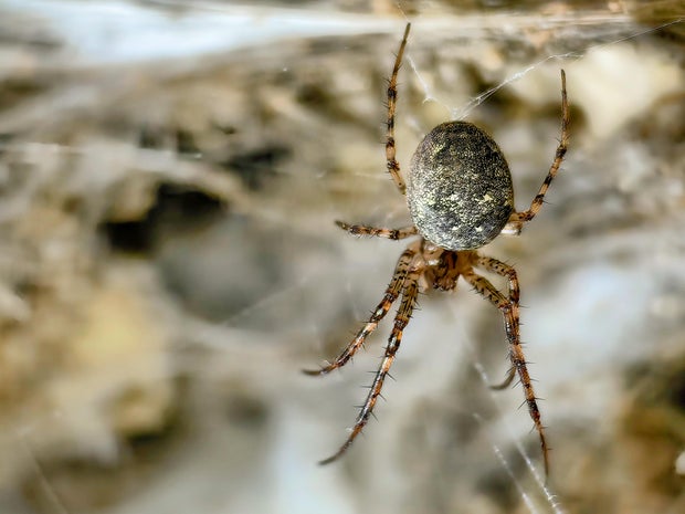 EU Albania Greece Spider 
