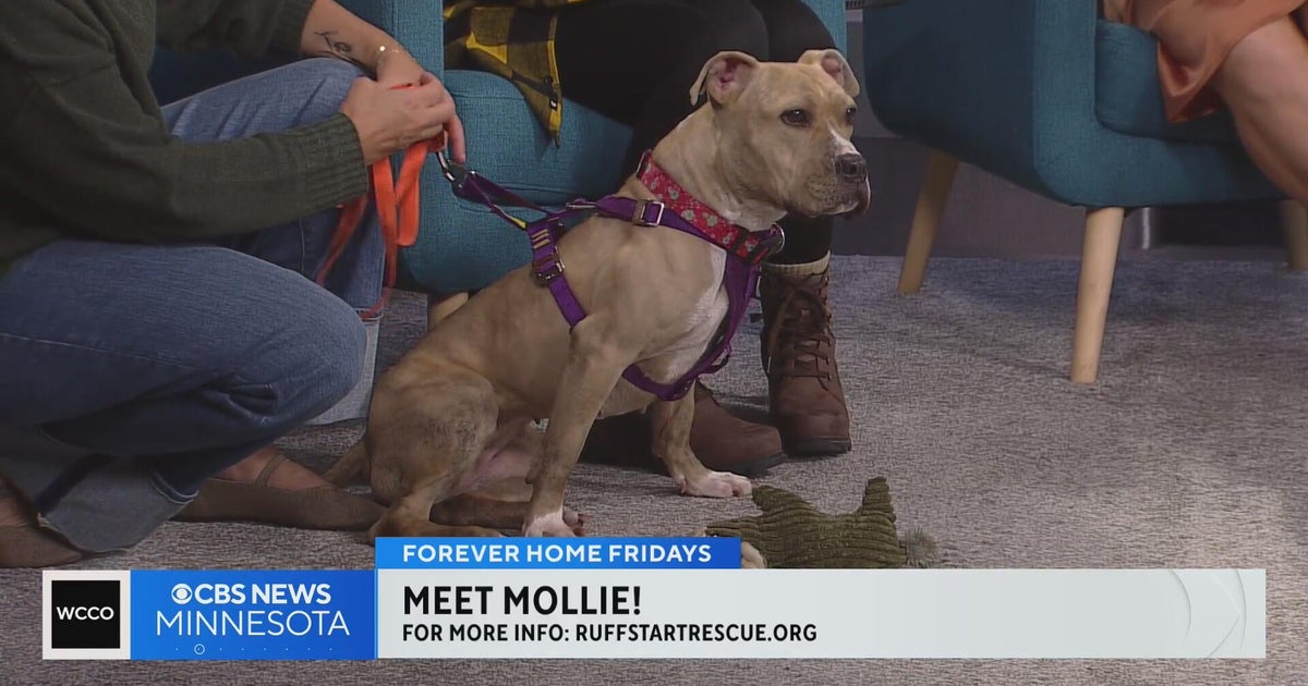 Meet Mollie, a pitbull terrier mix with Ruff Start Rescue - CBS Minnesota