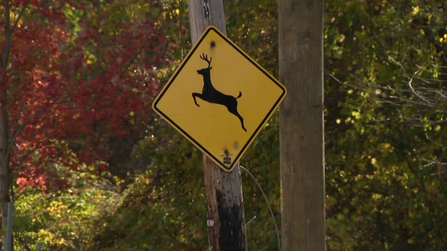 Deer crossing sign on Long Island 