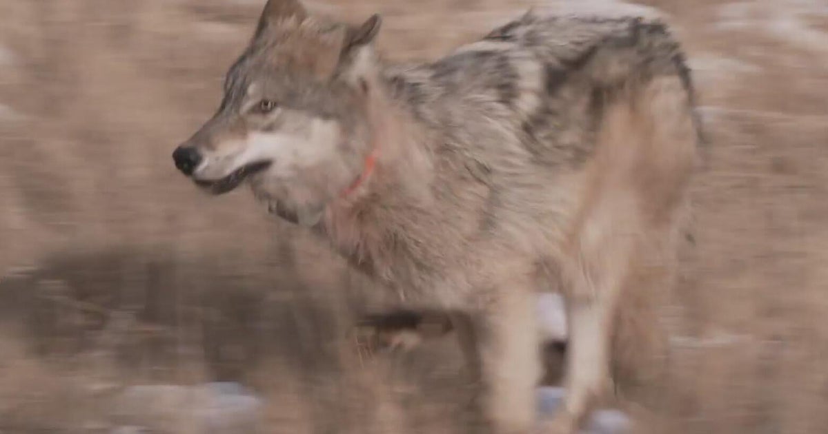 Colorado plans to get 15 more wolves, but source is unclear after new interpretation of policy