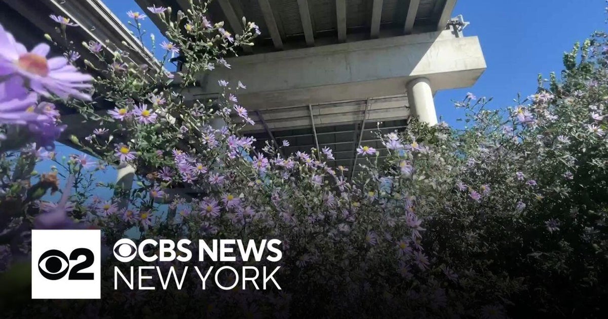 Native plant nursery flourishes amid pollution under bridge in Brooklyn