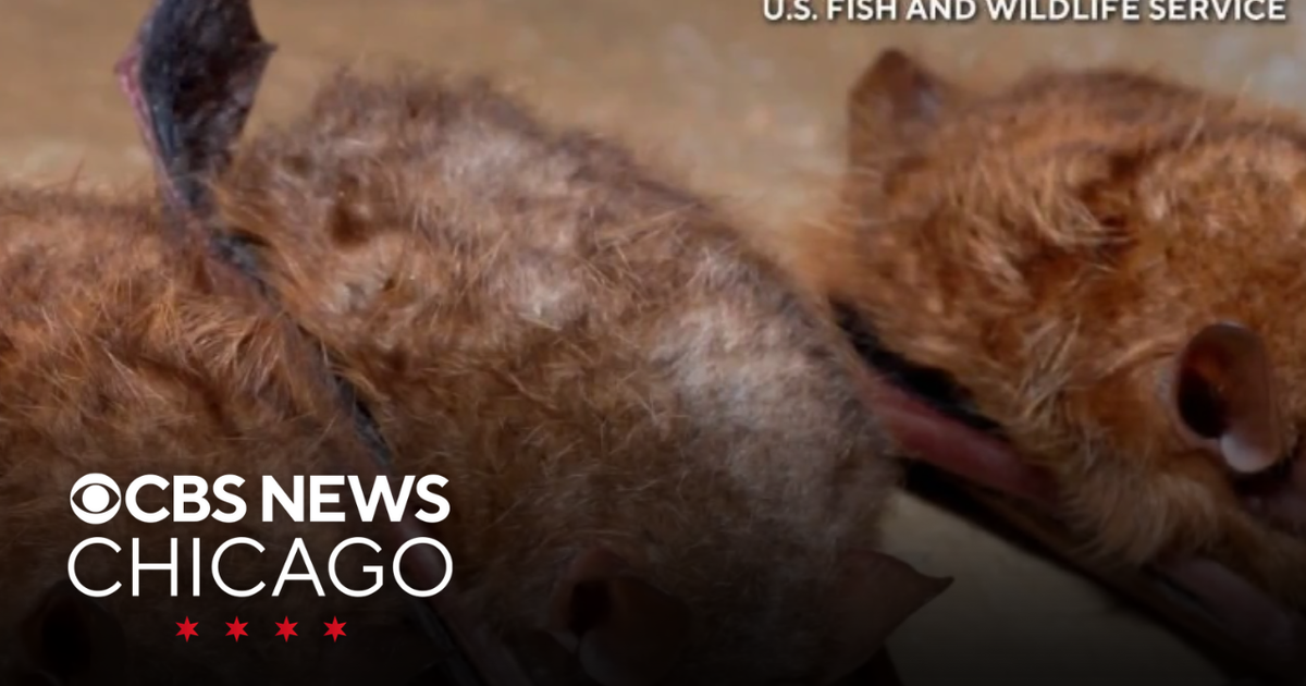 Scientists work across the country to protect bats