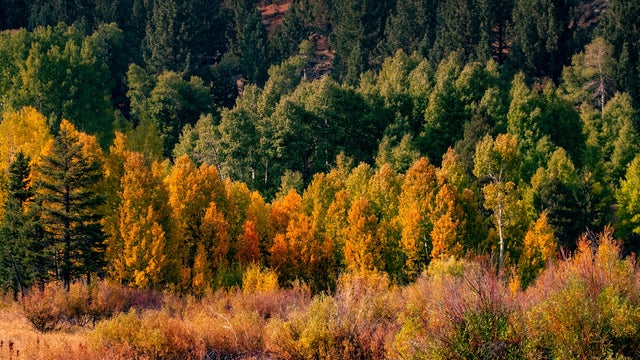 The bright fall colors of the Sierra Nevadas 