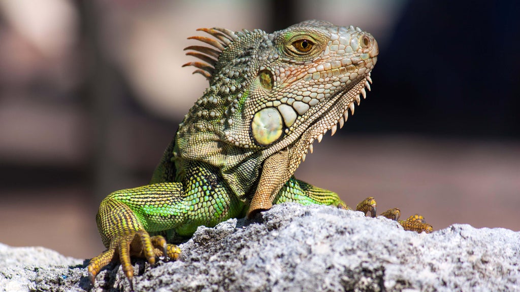 South Florida's iguana problem is growing again after winter freeze, residents say