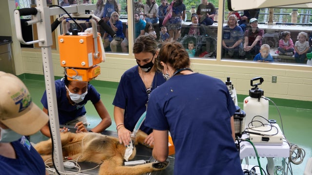 Zoos-Viewing Veterinarians 