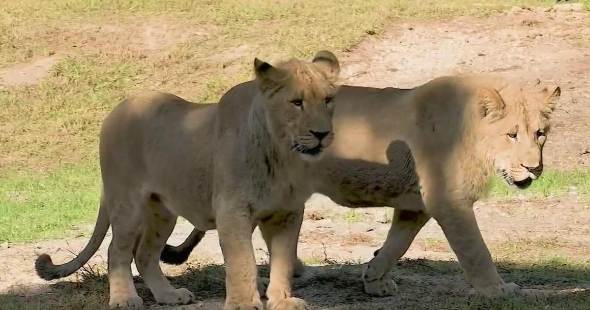 Zoo Miami welcomes two young lion brothers