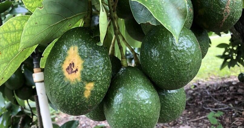 Sunblotch disease resurfaces, threatening South Florida avocado trees and backyard growers