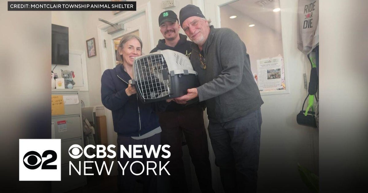 New Jersey family reunited with cat that went missing 10 years ago ...