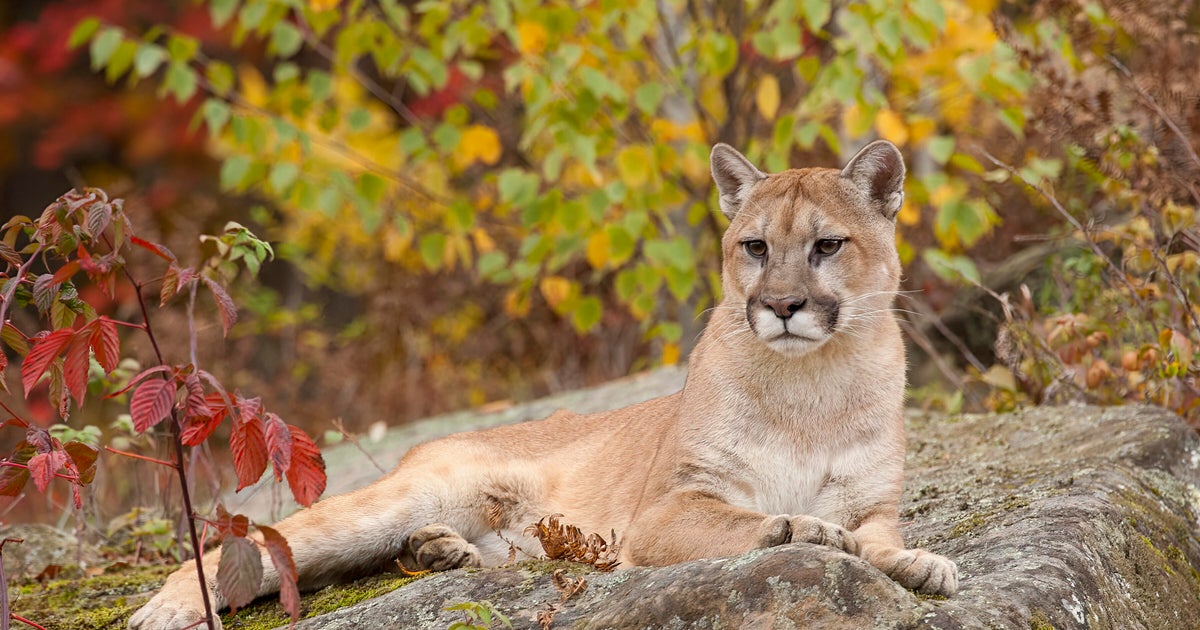 Michigan has record cougar reports in 2025, including some cubs