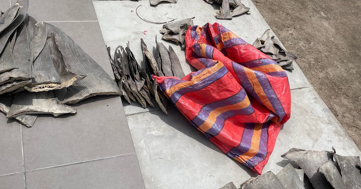 10,000 shark fins worth over $11M seized in major wildlife trafficking bust