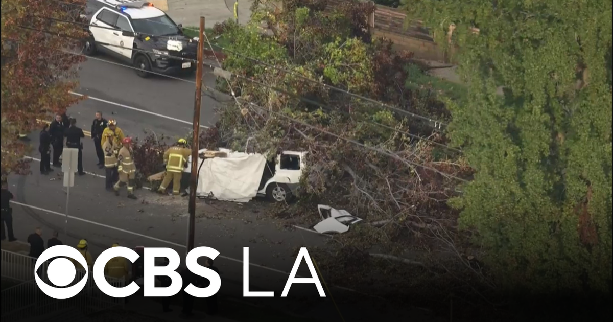 1 killed after tree falls onto car in Winnetka - CBS Los Angeles