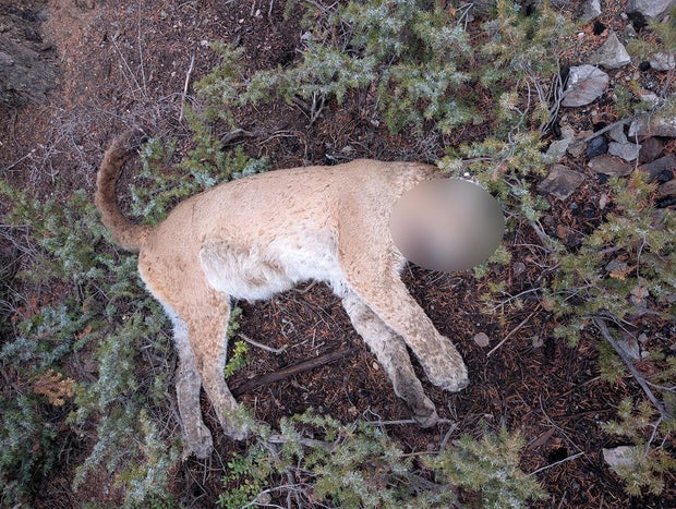blurred-poached-mountain-lion-cpw.jpg