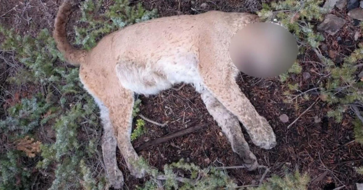 Colorado Parks and Wildlife investigating illegal killing of mountain lion near Gunnison