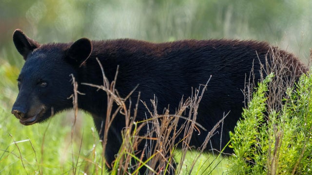 Florida Black Bear- Ocala National Forest 