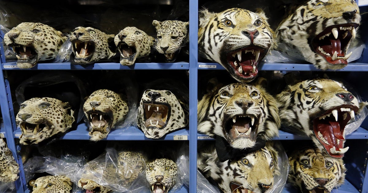 9 tigers seized monthly as trafficking crisis worsens, report says