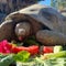 Galápagos tortoise Gramma, San Diego Zoo's oldest resident, dies at about 141