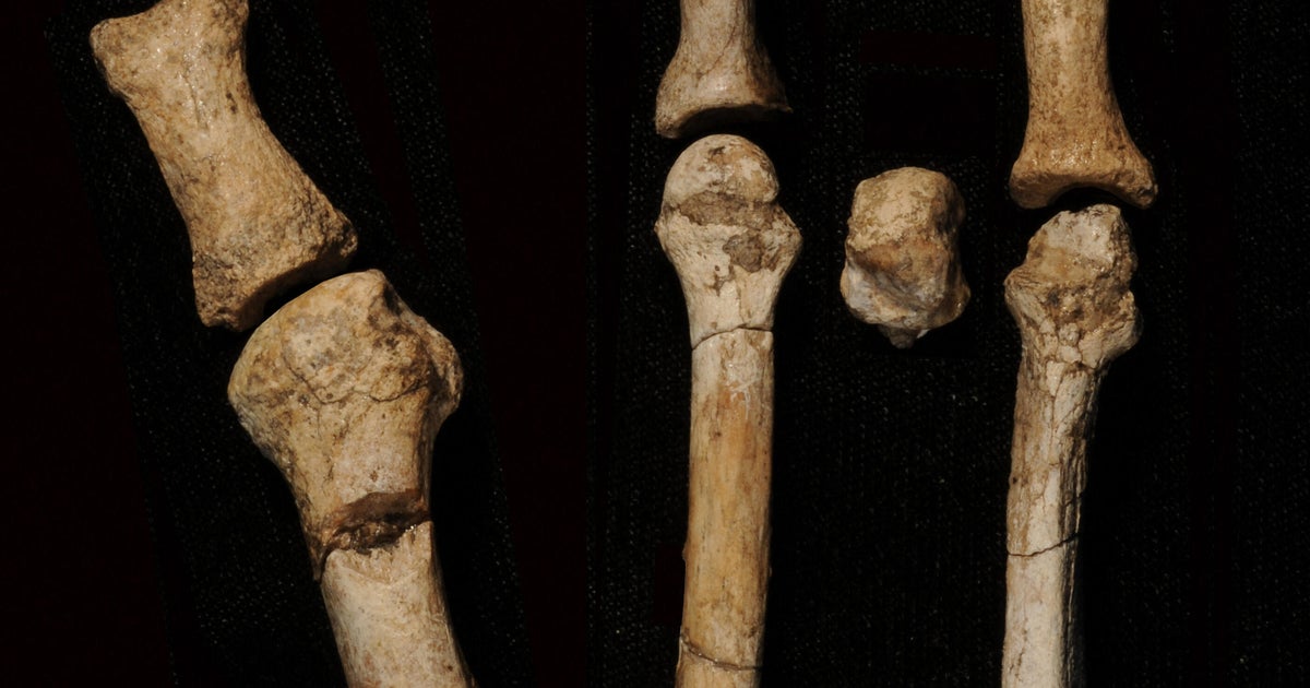 Thriller proprietor of 3-million-year-old foot present in Africa recognized, scientists say